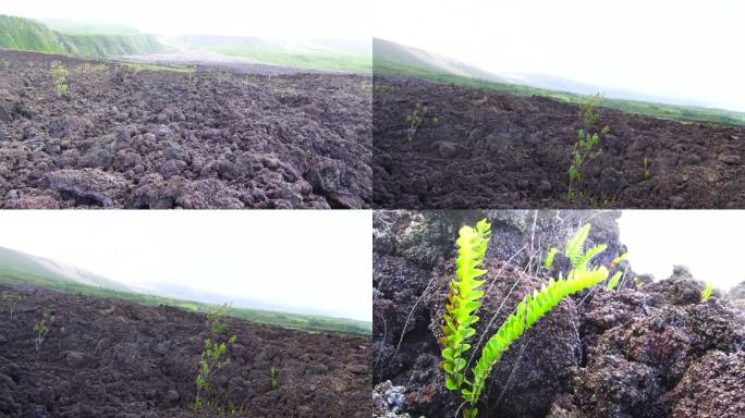 火山熔岩流和蕨类植物