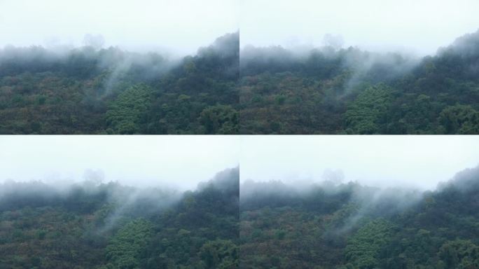清晨山上流动的云雾森林
