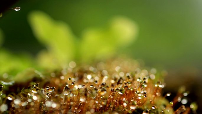 蕨类植物和地衣野生自然生态