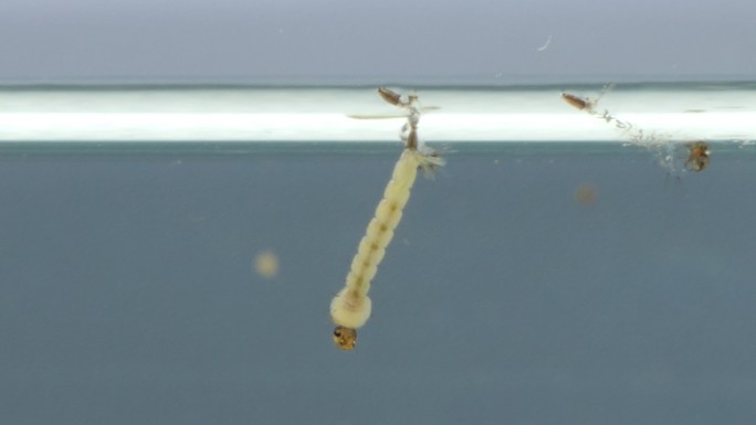 水下蚊子蛹特写。繁殖
