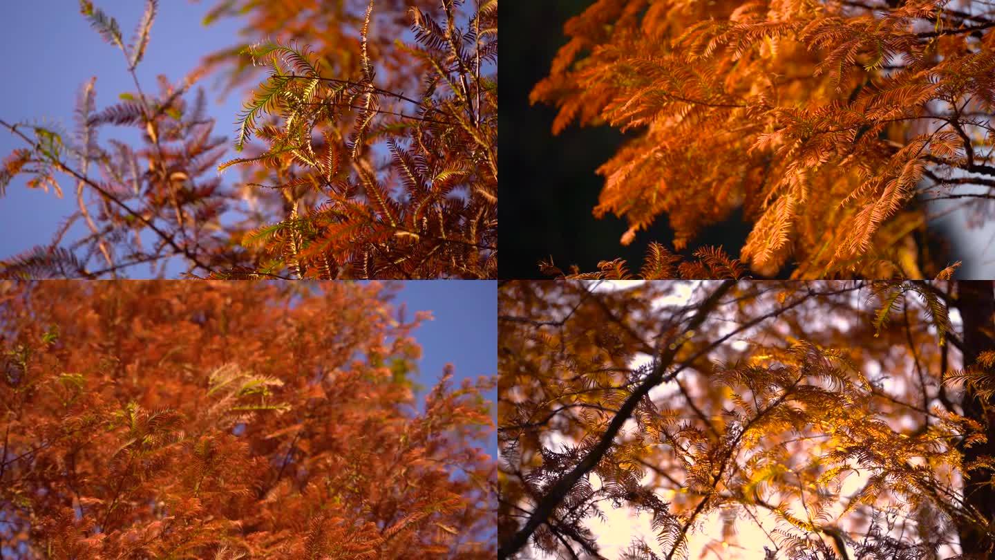 唯美秋天秋风扫落叶松树枯黄落叶慢镜头