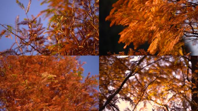 唯美秋天秋风扫落叶松树枯黄落叶慢镜头