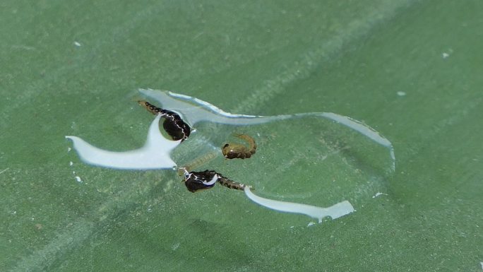 Pupa Aedes蚊子在水下。