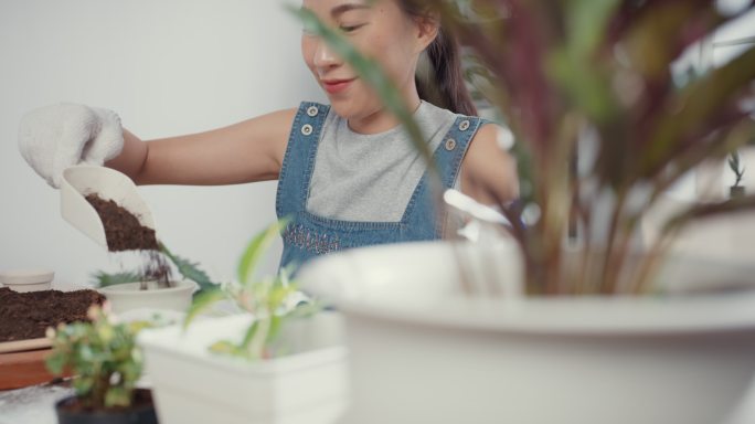 一位年轻的亚洲妇女早上在家里把植物移植到新的花盆里。