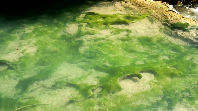 漂浮在溪流中的藻类