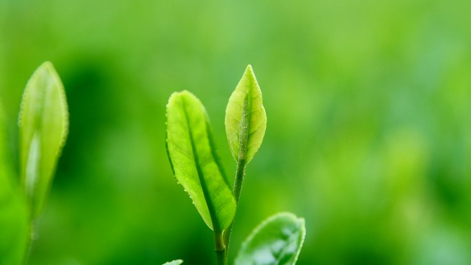 新鲜茶叶茶园茶叶种植苯多酚采摘绿茶红茶