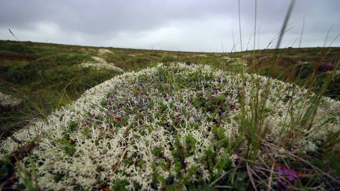 冰岛的苔藓和地衣冰岛环境风吹苔藓地衣绿色