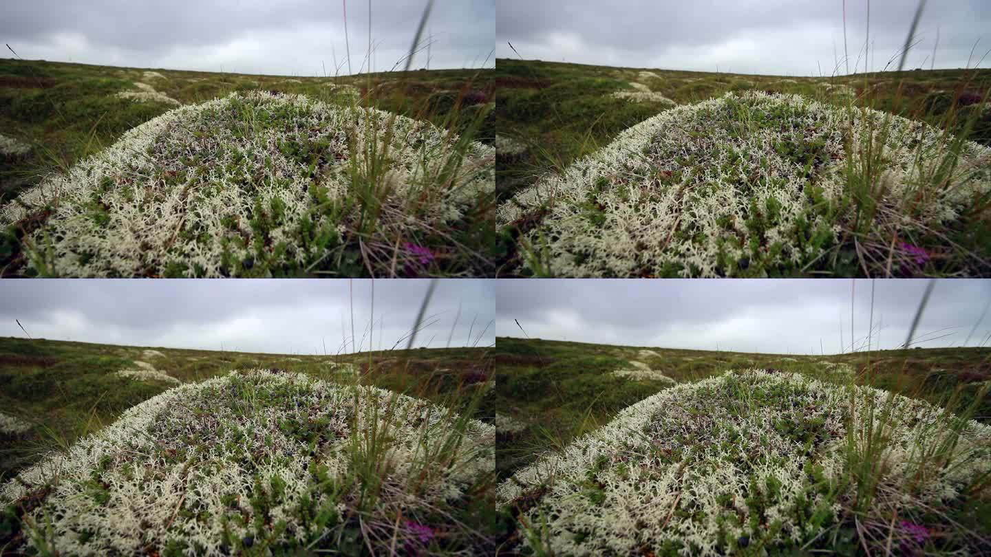 冰岛的苔藓和地衣冰岛环境风吹苔藓地衣绿色