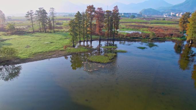 余姚四明湖水杉林日出美景