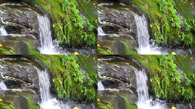 瀑布流过地衣。高山流水潮湿岩石蕨类植物
