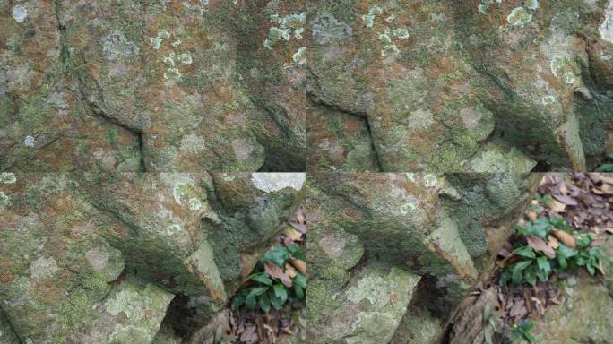 岩石森林中的地衣和苔藓