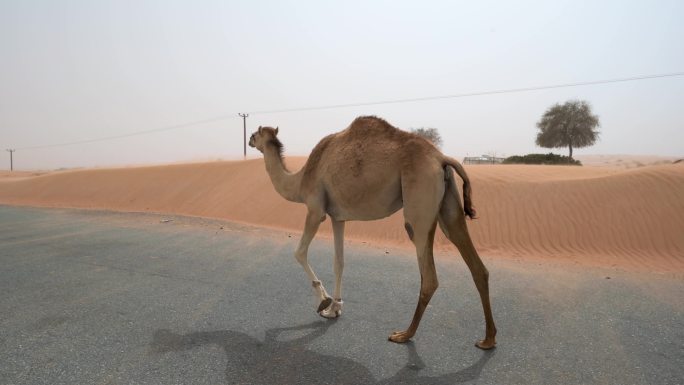 沙漠中的骆驼阻碍了阿联酋的交通