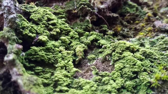 树上的地衣和苔藓蕨类植物热带雨林潮湿环境
