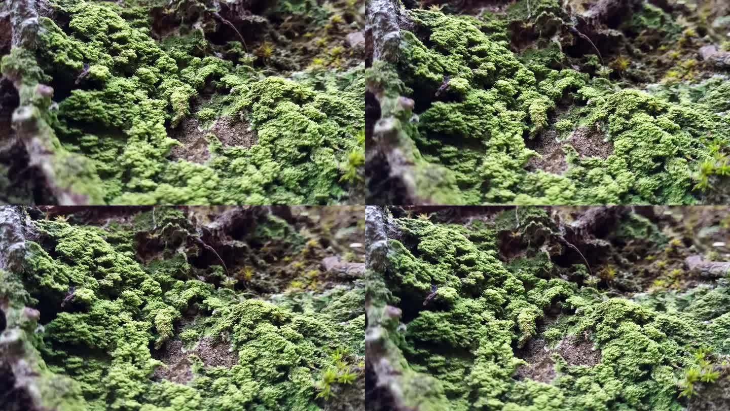 树上的地衣和苔藓蕨类植物热带雨林潮湿环境