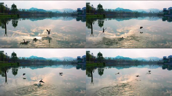 湖中天鹅飞起飞呀肥鸭子