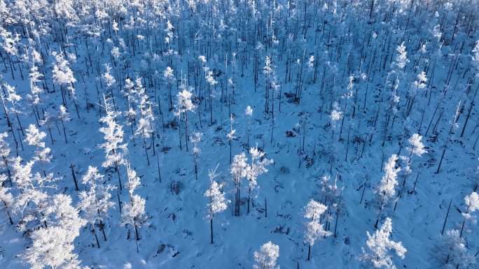 航拍林海雪原银色松林