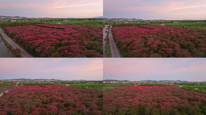 4k紫薇花花海唯美逆光航拍