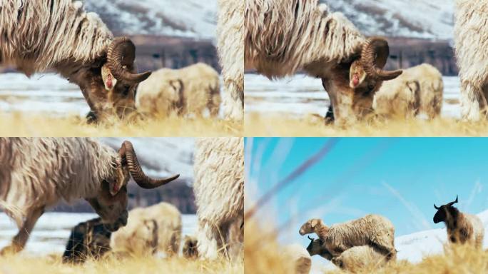 畜牧高山羊天然 牧场 草场冬季放牧抗寒羊