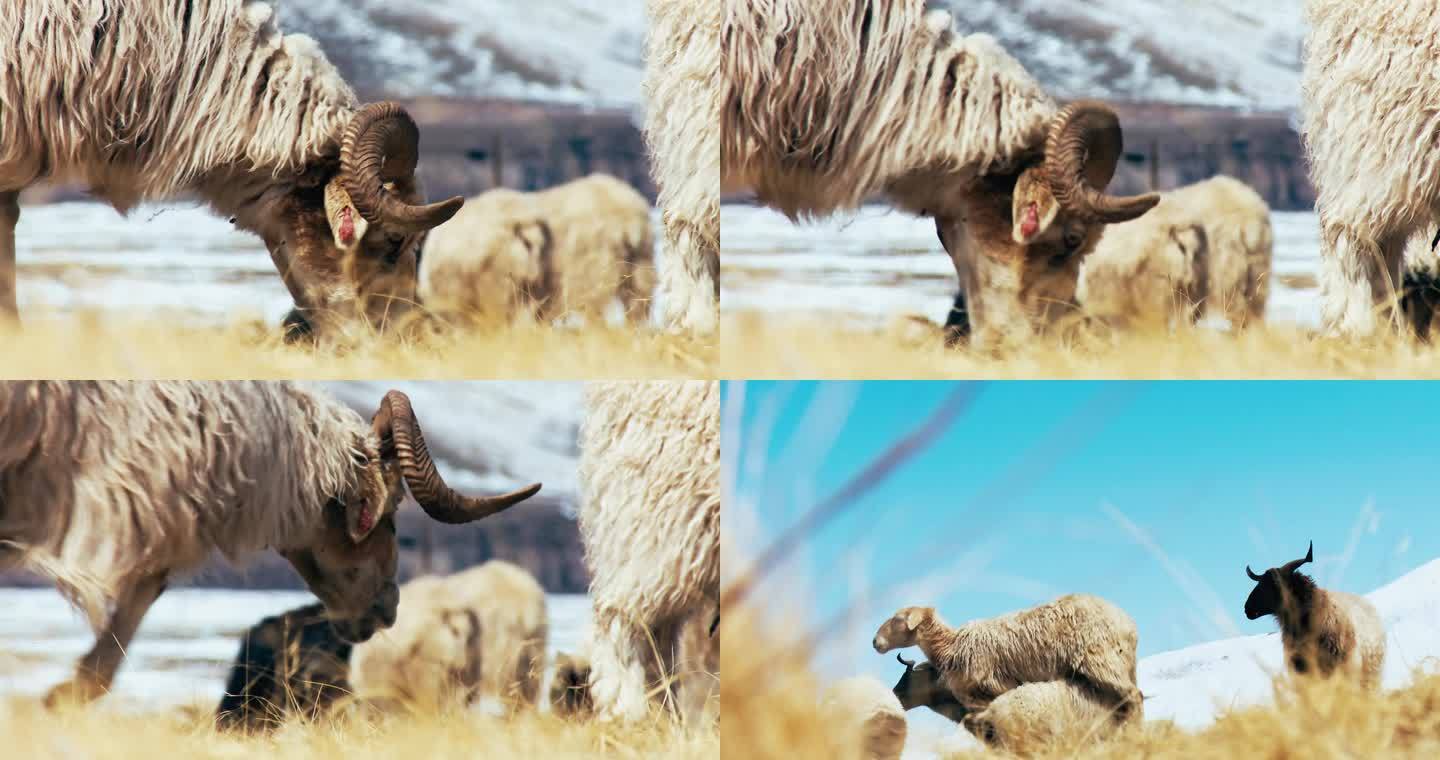 畜牧高山羊天然 牧场 草场冬季放牧抗寒羊