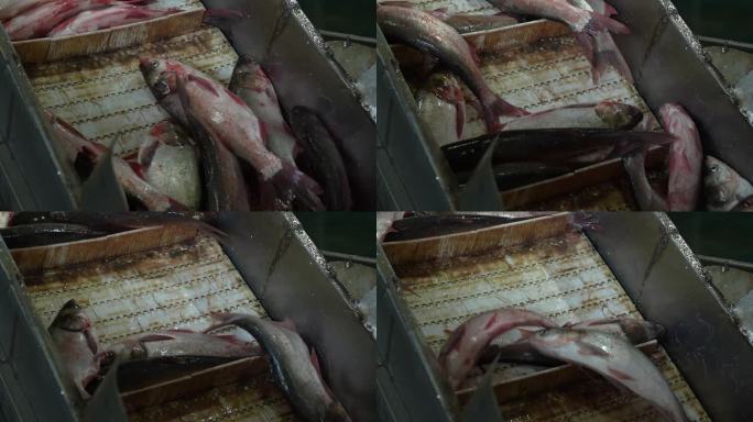 鱼糜加工 屠宰鱼 流水线 传送带 杀鱼