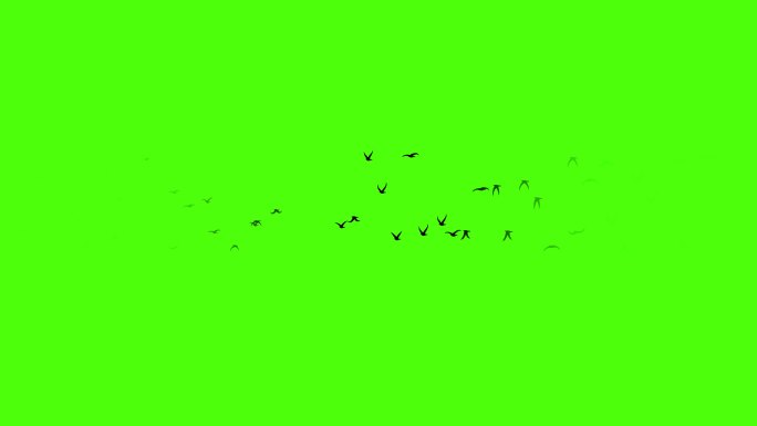 飞鸟飞过循环绿幕抠像
