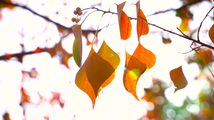 秋天唯美夕阳下的乌桕树叶凋零