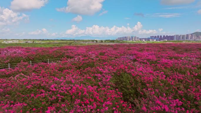 4k紫薇花花海唯美逆光航拍