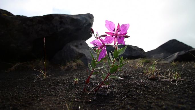 花冰岛，洋甘菊花卉红花野花