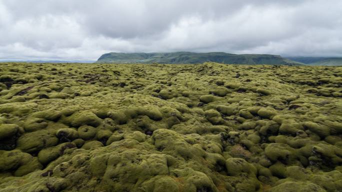 苔藓覆盖的熔岩场视图