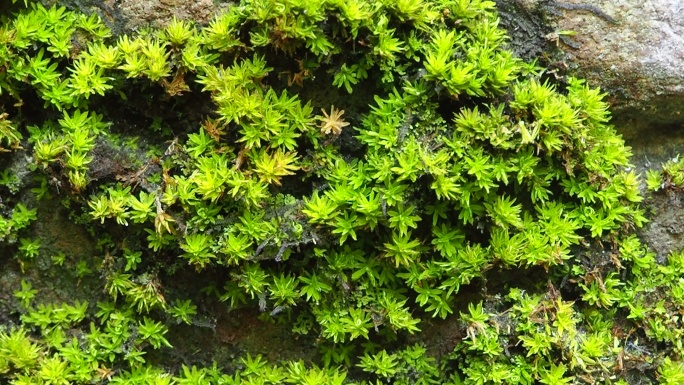 石头上的苔藓苔纲藓纲角苔纲