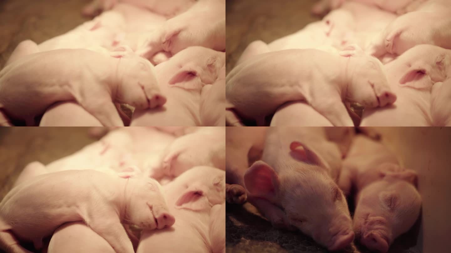 刚出生的幼崽猪挤堆吃奶