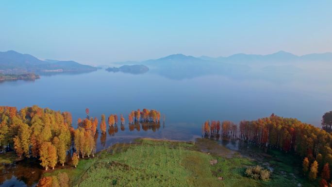 余姚四明湖水杉林日出美景