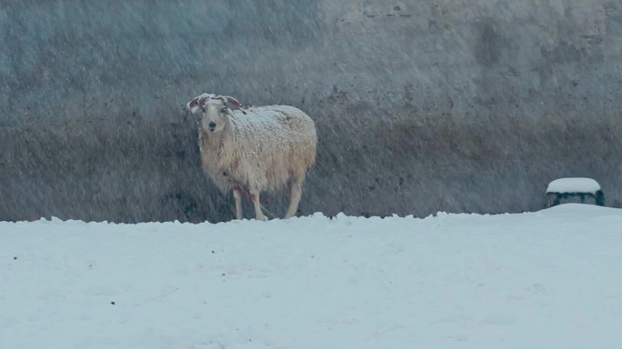 畜牧风雪中的羊严冬高山羊禁牧放牧宁夏羊肉
