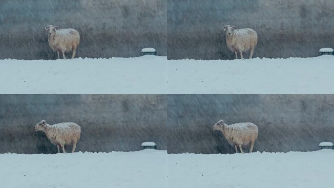 畜牧风雪中的羊严冬高山羊禁牧放牧宁夏羊肉