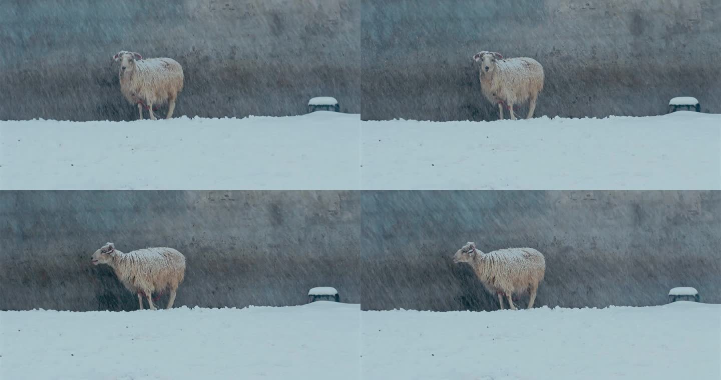 畜牧风雪中的羊严冬高山羊禁牧放牧宁夏羊肉