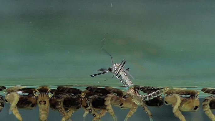 Pupa Aedes蚊子在水下。