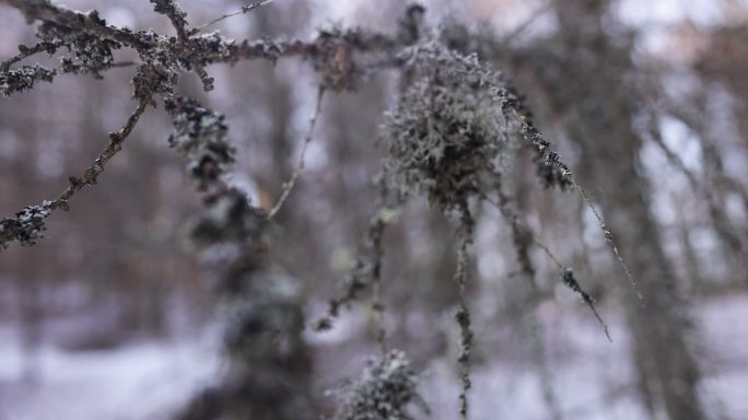 长满地衣的树枝长满地衣树枝冬天大雪
