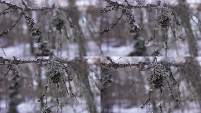 长满地衣的树枝长满地衣树枝冬天大雪