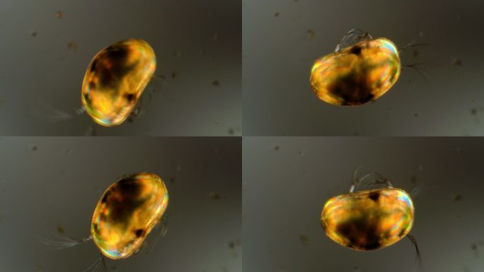 水蚤-显微镜下的水生昆虫
