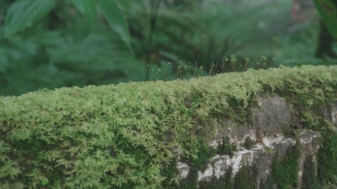 森林雨中的地衣菌类墙头草岩石