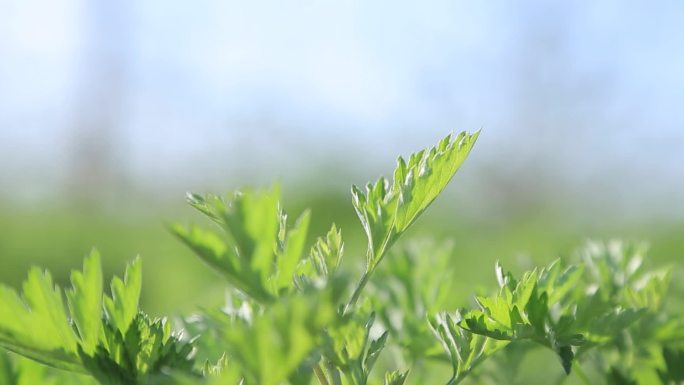 采艾草艾芽