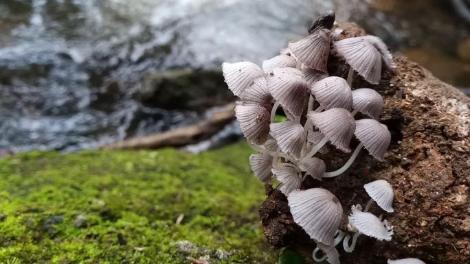 瀑布附近旧原木上的蘑菇