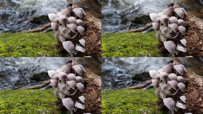 瀑布附近旧原木上的蘑菇