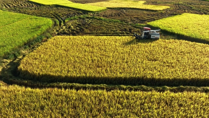 秋天阳光下正在金色稻田里收割稻谷的收割机
