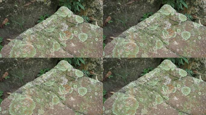 岩石上的地衣岩石青苔绿植