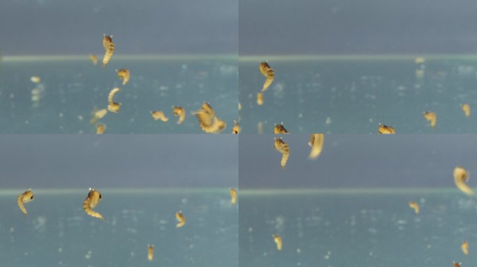 水下蚊子蛹特写。水下蚊子产卵繁殖繁衍后代