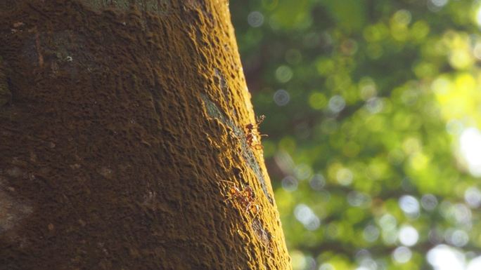 红蚁在长满地衣的树皮树上携带猎物和食物