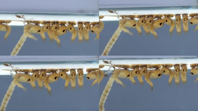 水下蚊子蛹特写。水下蚊子产卵繁殖繁衍后代