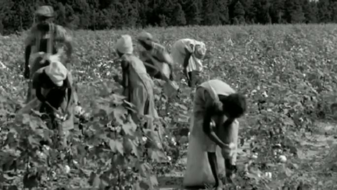 20世纪初 美国 棉花种植园
