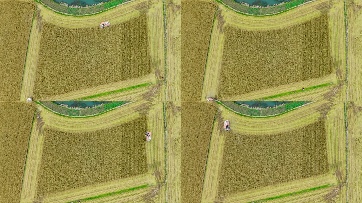 航拍乡村水稻小麦机械化收割